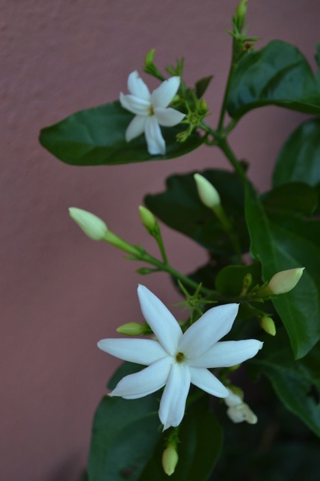 Flowers, Son Triay, Menorca